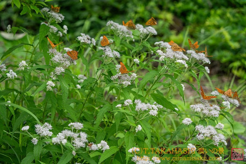 ../Images/7R240713 (485).jpg